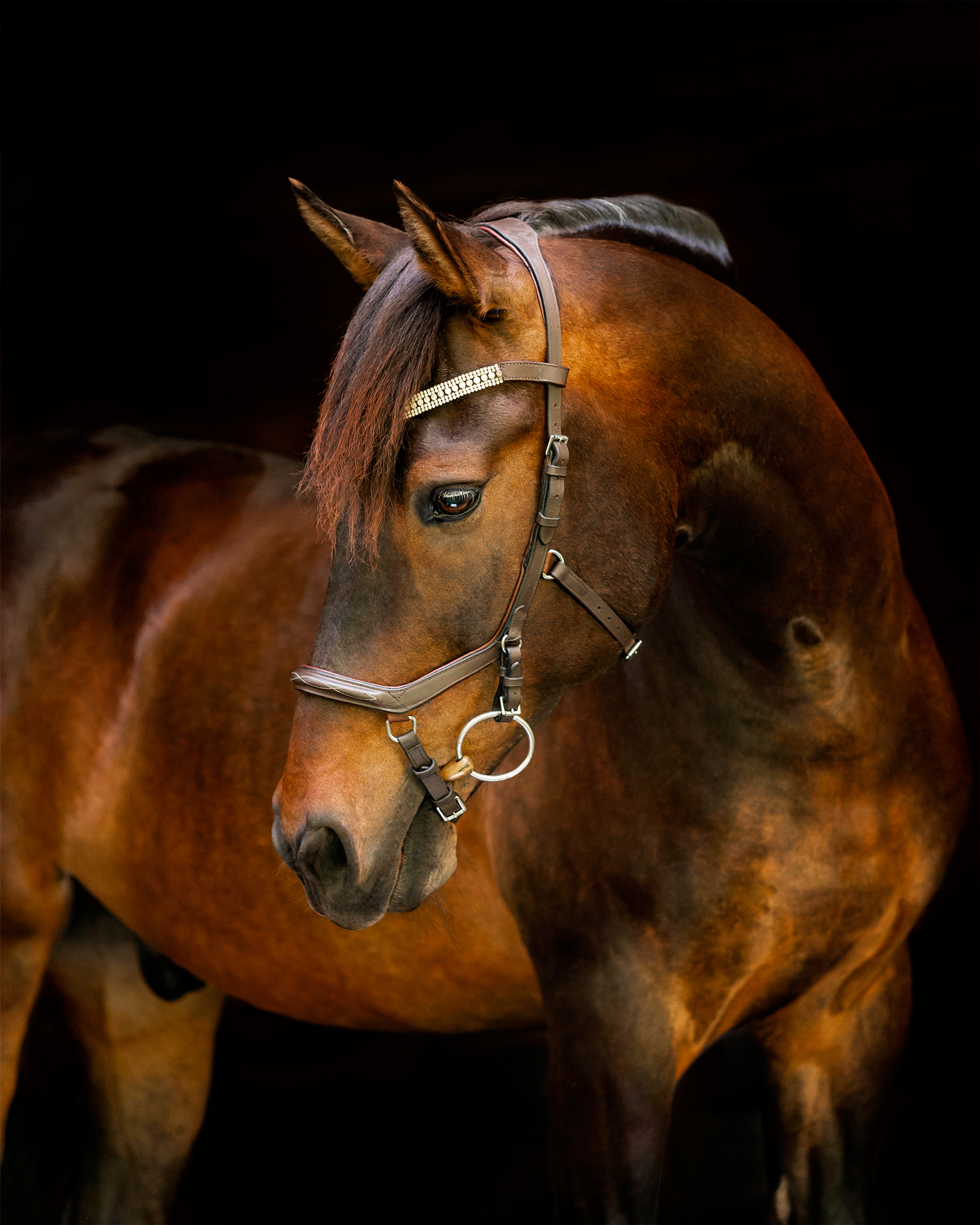 Equine horse professional fine art portrait in bridle on black background.
